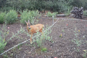 photo of deer eating leaves with shrubs planted nearby