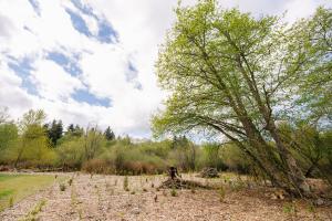 Trees and newly planted shrubs at Federal Way's Laurelwood Park