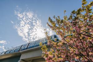 A 2 Line train runs by cherry blossom trees near the station in Bellevue.