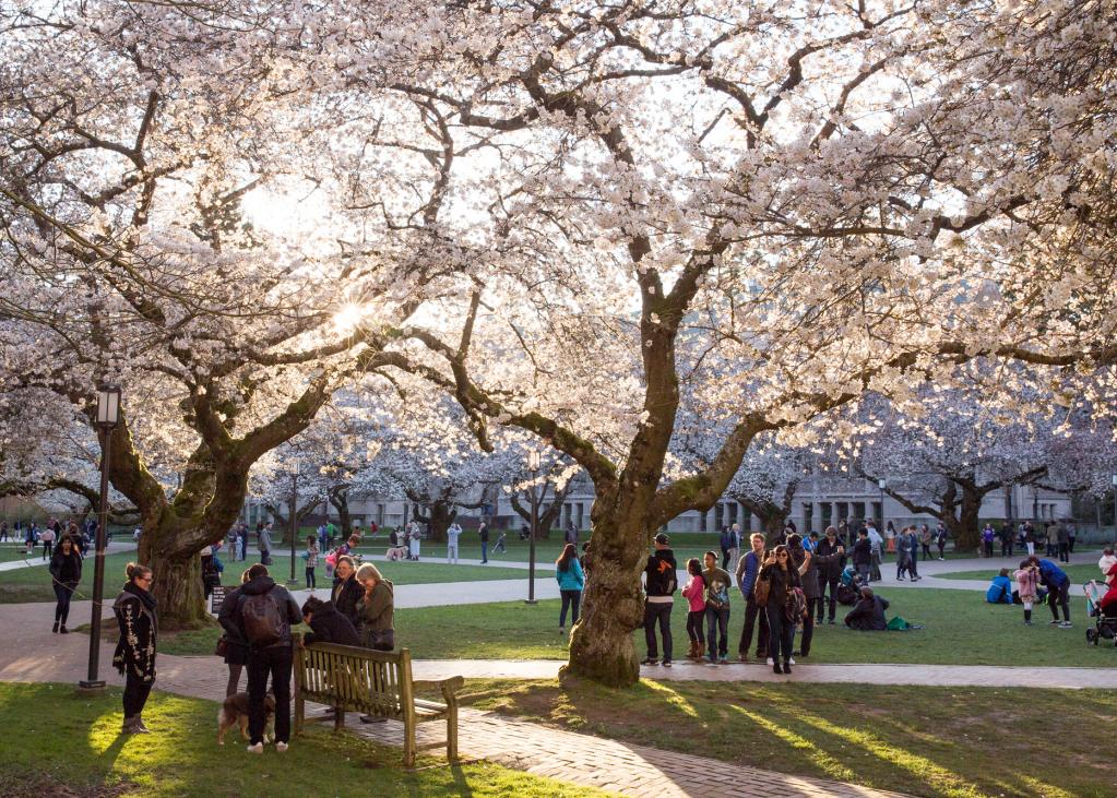 2018 in review: spring sun shines through cherry blossoms at the University of Washington.