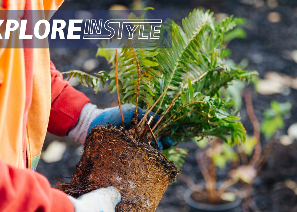 A photo of a person in orange holding a plant ready to be put in the ground.