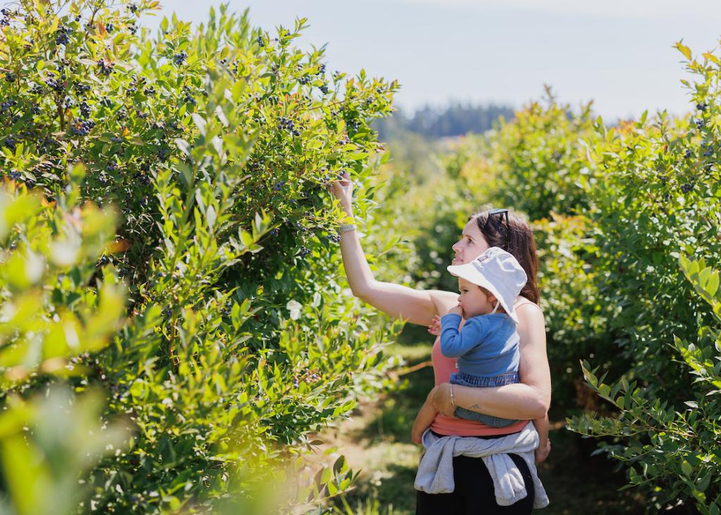 A mom and baby pick blueberries at a farm in Bellevue 